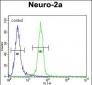 RT34 Antibody (N-term)